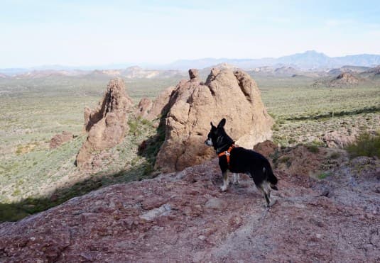 Lazo-del-Tesoro Espectaculares caminatas con perros en Phoenix