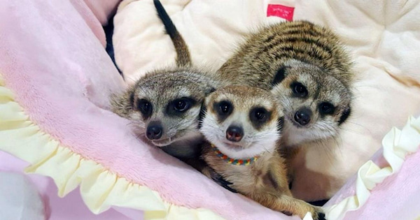 Meerkat-Friends-Cafe-3 Visita los Mejores Cafés con animales en Seúl