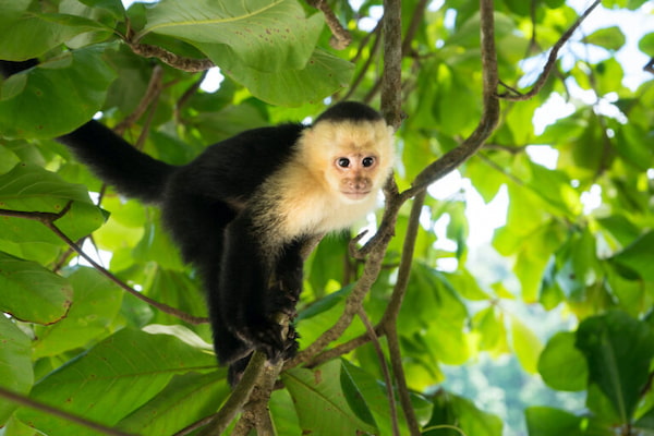 Monos-en-Costa-Rica-1 9 Increíbles experiencias de vida salvaje en Costa Rica