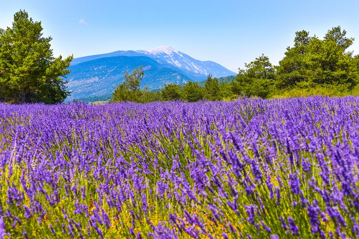 Mont-Ventoux-Reserva-de-la-Biosfera-de-la-UNESCO 20 Mejores lugares para visitar en Haut-Vaucluse, Provenza