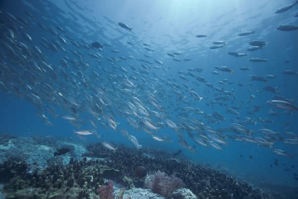 Nade-con-la-vida-marina-del-Oceano-Indico 7 Maravillosas Experiencias con Animales en Omán