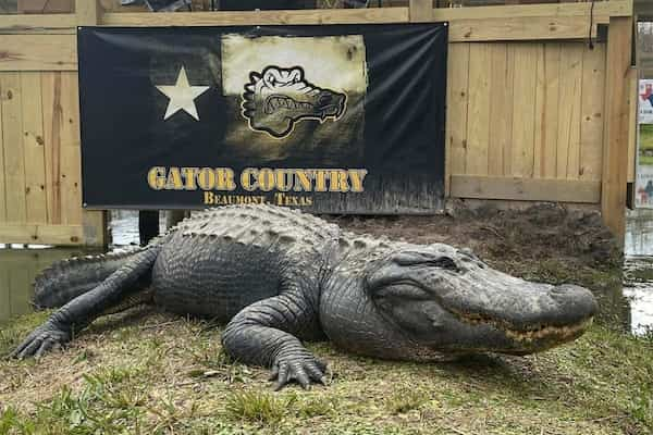 Pais-Gator Viaje por Carretera de Houston a Nueva Orleans