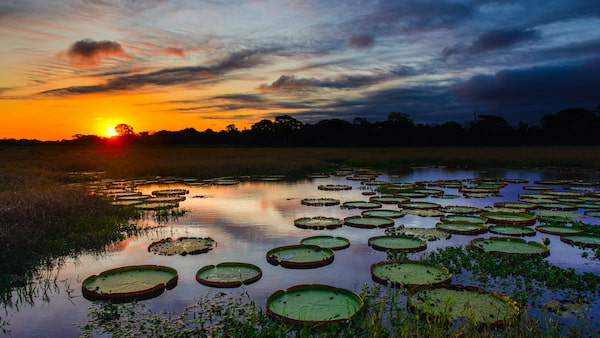 Pantanal-Mato-Grosso-del-Sur-5 Visita estos 7 lugares icónicos en Brasil