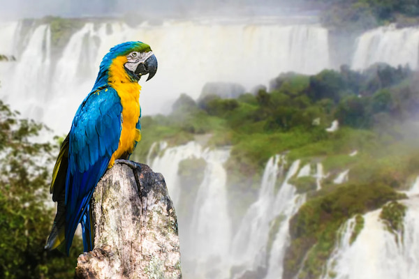 Paraiso-para-observadores-de-aves-Razones-para-visitar-Las-Cataratas-del-Iguazu-3 14 Razones para visitar las Cataratas del Iguazú en Brasil