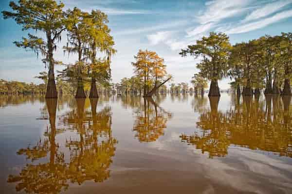 Parque-Estatal-Caddo-Lake 8 Destacados parques estatales cerca de Dallas