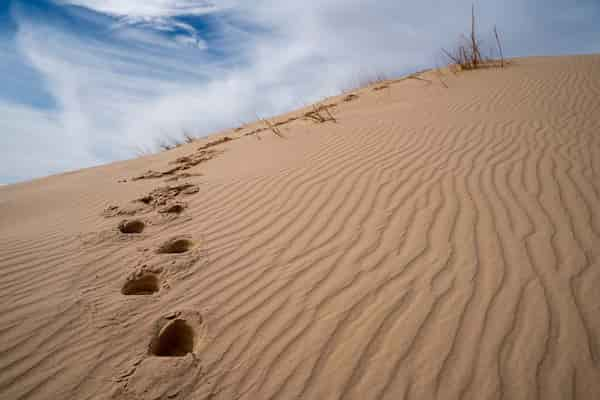 Parque-Estatal-Monahans-Sandhills-1 9 Geniales Viajes por Carretera desde El Paso, Texas