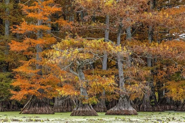 Parque-estatal-del-lago-Reelfoot 12 Mejores Lugares para VER los Colores de Otoño en Tennessee