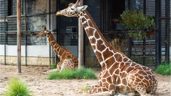 Parque-y-zoologico-familiar-Al-Khor Parques y Zoológicos en Qatar ¡Un Paseo por la Vida Silvestre!