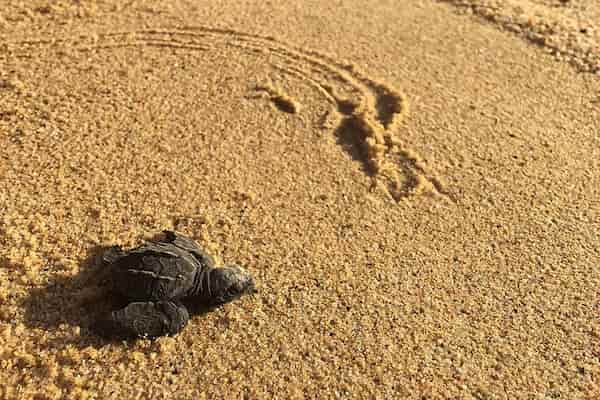 Participe-en-liberaciones-de-tortugas-marinas-bebes-1 11 Mejores Cosas para Hacer en Baja California, México