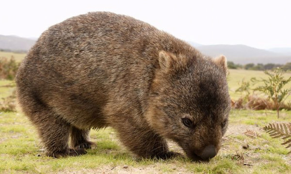 Pasea-con-wombats-Experiencias-con-animales-en-Australia-7 Las mejores experiencias con animales en Australia