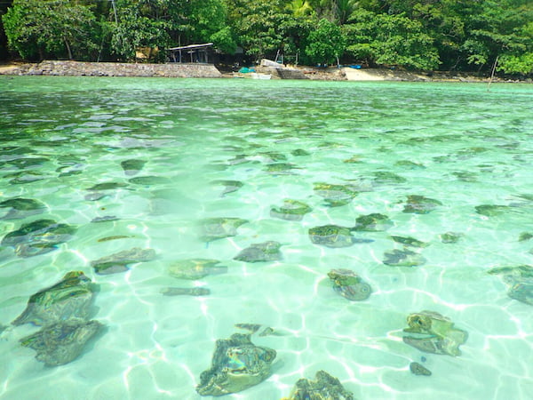 Puedes-bucear-con-almejas-gigantes-5 8 Razones para visitar la isla de Camiguin en Filipinas