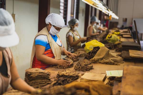 Que-hace-que-los-puros-de-Republica-Dominicana-sean-tan-especiales Conoce los puros artesanales de República Dominicana