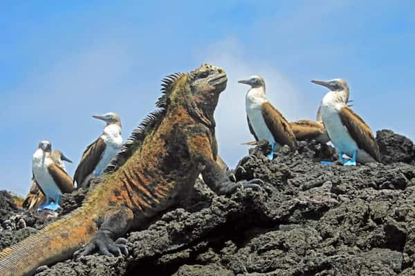 Que-hacer-en-Galapagos Islas Galápagos: Un Lugar para Visitar en su Viaje a Ecuador