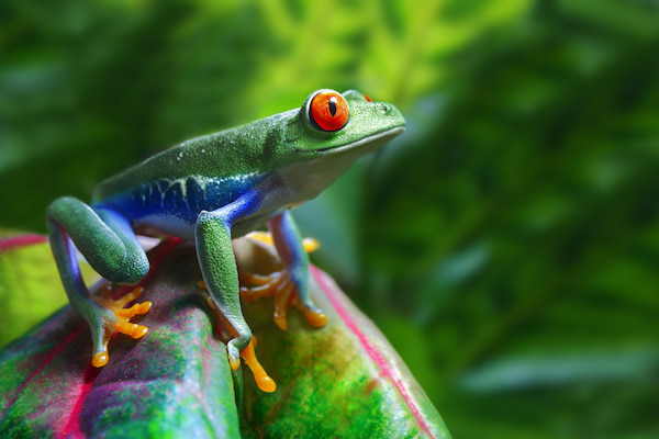 Rana-arborea-de-ojos-rojos-4 9 Increíbles experiencias de vida salvaje en Costa Rica