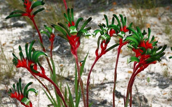 Red-and-Green-Kangaroo-Paw-Primavera-en-Australia-3.1 7 mejores lugares para disfrutar de las flores de primavera en Australia