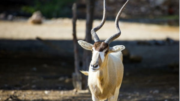 Reserva-Al-Sheehaniya Visita las Mejores Reservas Naturales en Qatar