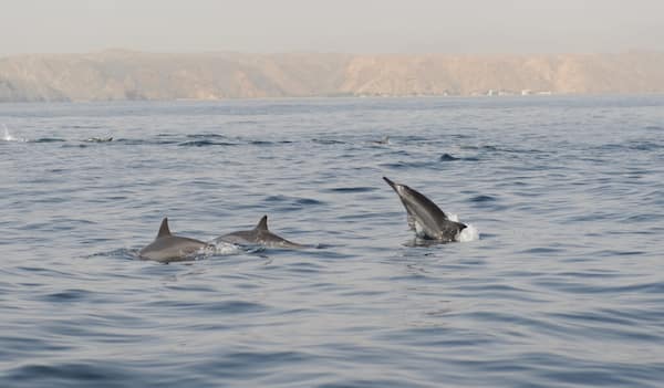 Riete-de-la-alegria-de-vivir-de-los-delfines 7 Maravillosas Experiencias con Animales en Omán