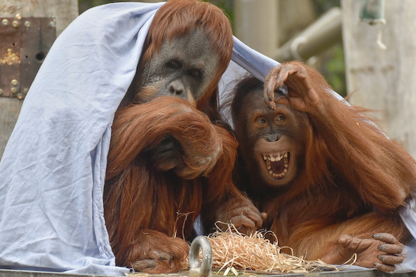 Roar-n-Snore-Pijamadas-en-zoologicos-de-Australia-5 Inolvidables pijamadas en zoológicos de Australia