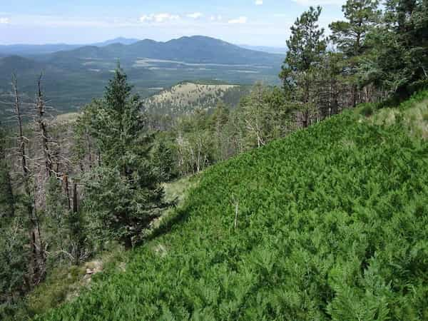 Sendero-de-la-montana-Kendrick 30 Espectaculares Caminatas en Flagstaff