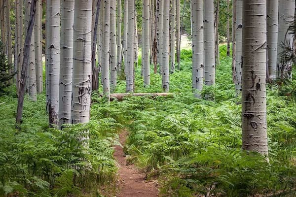 Sendero-natural-de-Aspen 30 Espectaculares Caminatas en Flagstaff