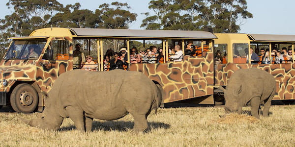 Slumber-Safari-Pijamadas-en-zoologicos-de-Australia-4 Inolvidables pijamadas en zoológicos de Australia