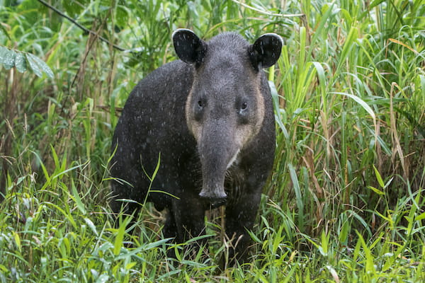 Tapir-de-Baird-3 9 Increíbles experiencias de vida salvaje en Costa Rica