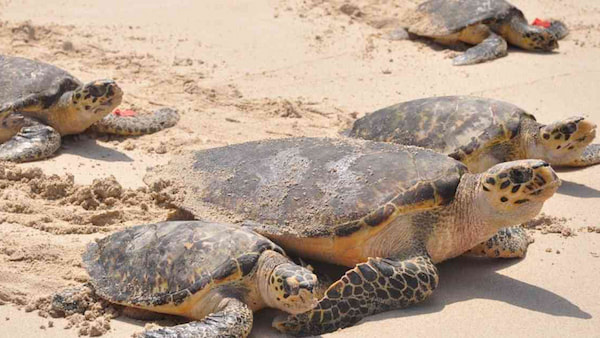 Tortugas-marinas-6 5 lugares para ser voluntario con vida silvestre en peligro de extinción en Costa Rica