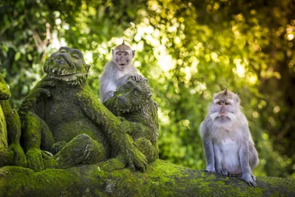 Ubud-es-el-hogar-de-un-santuario-de-monos-sagrados 9 Cosas que debes Saber sobre Ubud en Bali