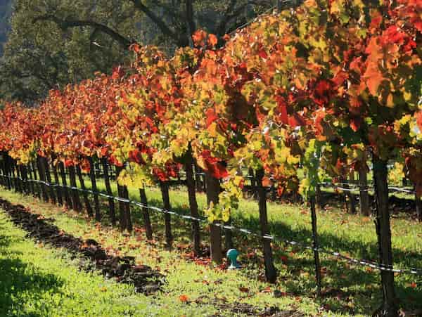 Valle-de-Napa-California 5 Escapadas Románticas en Estados Unidos