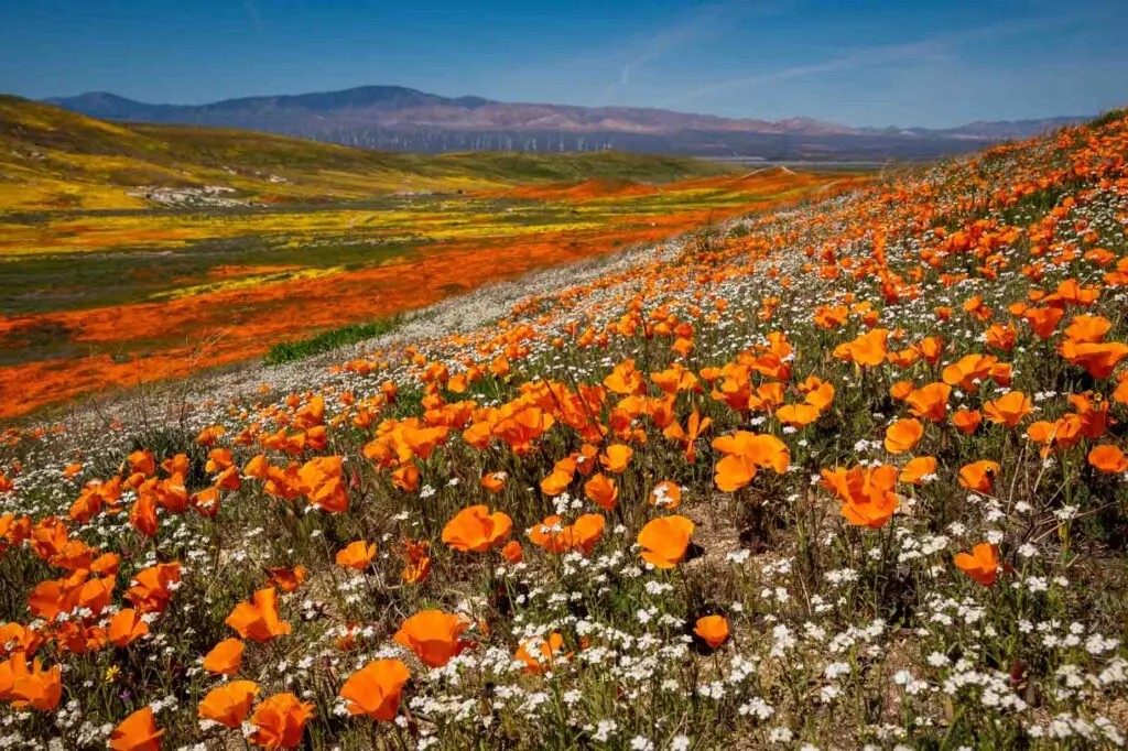 Valle-del-Antilope-California 60 Mejores Lugares para Visitar en Abril en EE.UU