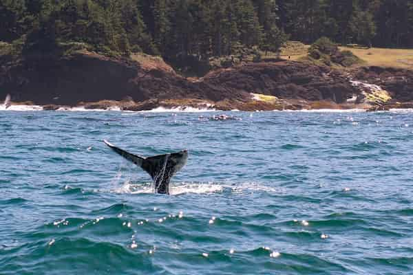 Ve-a-observar-ballenas-en-Depoe-Bay 14 Actividades al Aire Libre en Lincoln City, Oregon