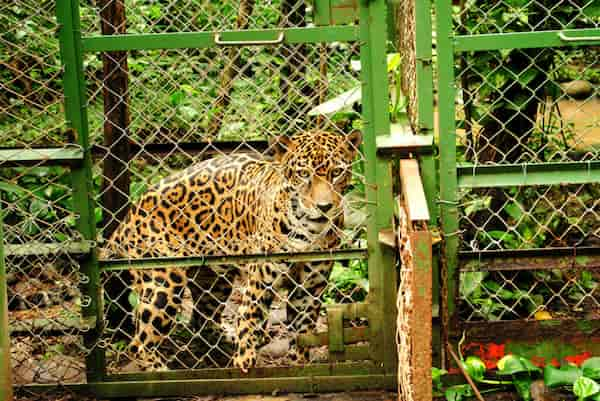 Vea-de-cerca-a-los-perezosos-y-monos-en-el-Centro-de-Rescate-Jaguar 8 Increíbles Actividades en Puerto Viejo, Costa Rica