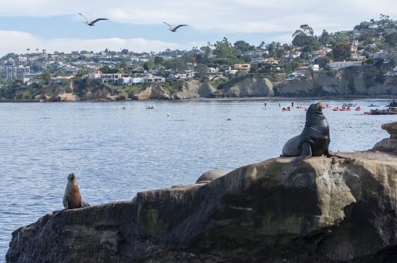 Ver-los-leones-marinos-en-La-Jolla-Cove Cómo pasar un día perfecto en La Jolla, California