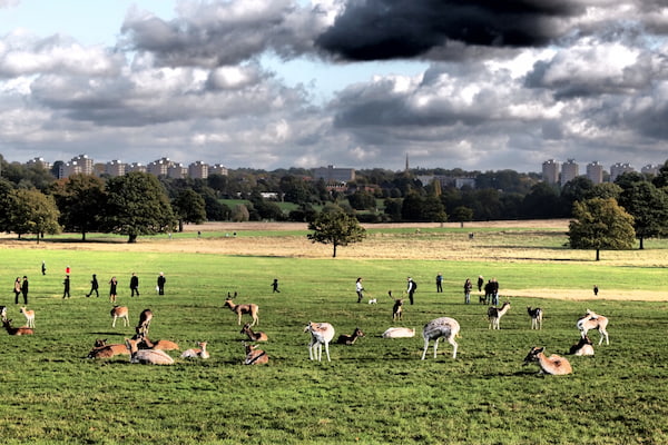 Visita-el-pintoresco-parque-Richmond 24 Lugares para visitar en Londres: Atracciones turísticas imperdibles