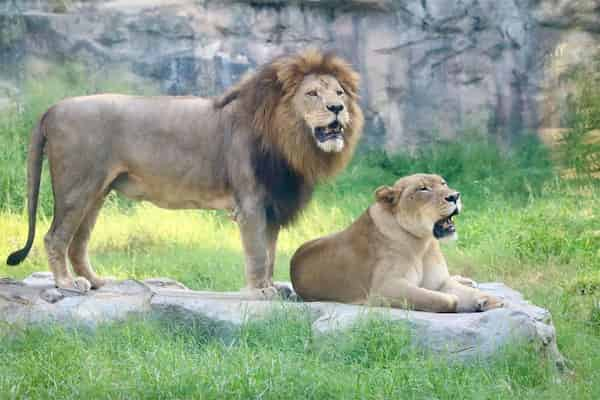 Visita-el-zoologico-1 10 Divertidas Actividades al Aire Libre en San Antonio, Texas