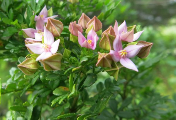 Winged-Boronia-Primavera-en-Australia-3.6 7 mejores lugares para disfrutar de las flores de primavera en Australia