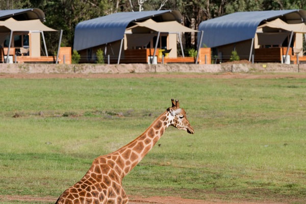 Zoofari-Lodge-Pijamadas-en-zoologicos-de-Australia-3 Inolvidables pijamadas en zoológicos de Australia