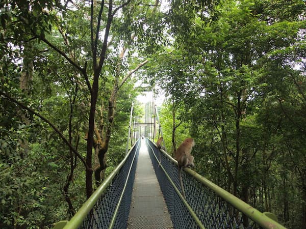 caminata-po-el-parque-del-embalse-de-MacRitchie-4 Las 4 mejores caminatas al aire libre en Singapur