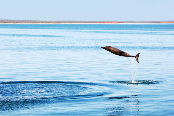 delfines-salvajes-Experiencias-con-animales-en-Australia-8 Las mejores experiencias con animales en Australia