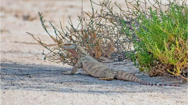 granja-irkaya-1 Parques y Zoológicos en Qatar ¡Un Paseo por la Vida Silvestre!