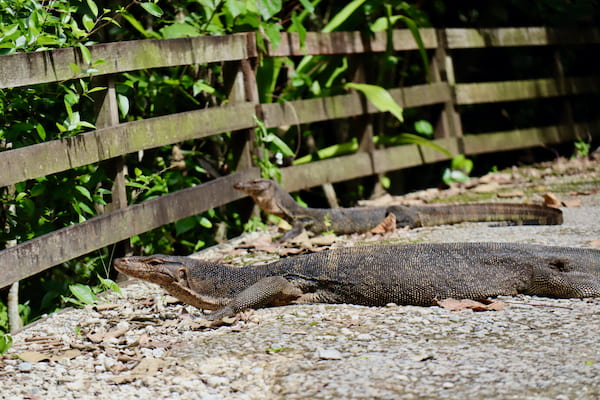 lagarto-monitor-mejores-caminatas-en-singapur-2 Las 4 mejores caminatas al aire libre en Singapur