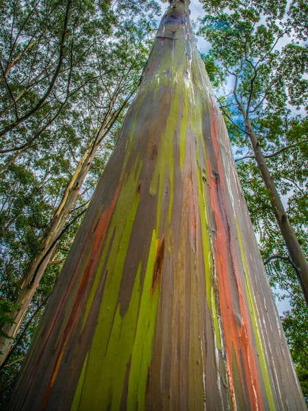 mirando-hacia-arriba-un-arbol-de-eucalipto-3 Dónde encontrar árboles arcoíris de eucalipto de Filipinas