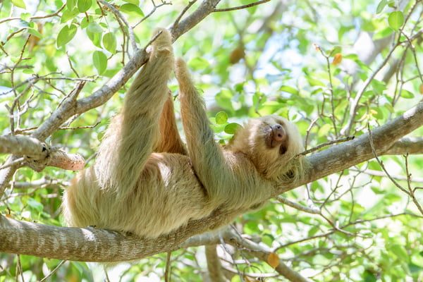 perezoso-lugares-para-ser-voluntario-con-vida-silvestre-en-peligro-de-extincion-en-Costa-Rica-4 5 lugares para ser voluntario con vida silvestre en peligro de extinción en Costa Rica