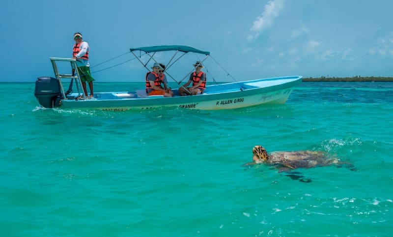 tortugas-marinas-en-su-habitat-natural-Visitar-tulum-en-la-riviera-maya 9 Razones para visitar Tulum en la Riviera Maya ¡Te encantará!