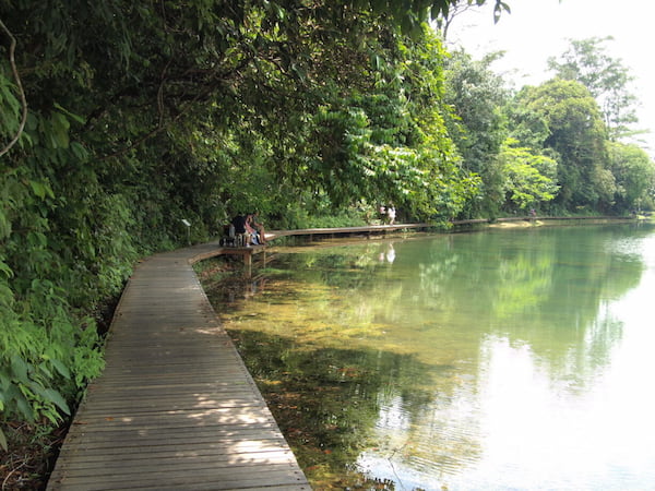 una-pasarela-de-madera-en-el-MacRitchie-5 Las 4 mejores caminatas al aire libre en Singapur