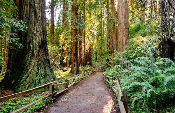 Admira-las-secuoyas-gigantes-en-Muir-Woods Que ver y hacer en San Francisco con Niños