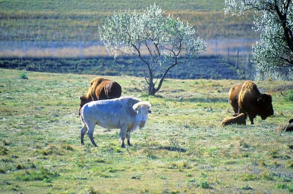 Museo-Nacional-del-Bufalo 10 Atracciones turísticas de Dakota del Norte que debes visitar