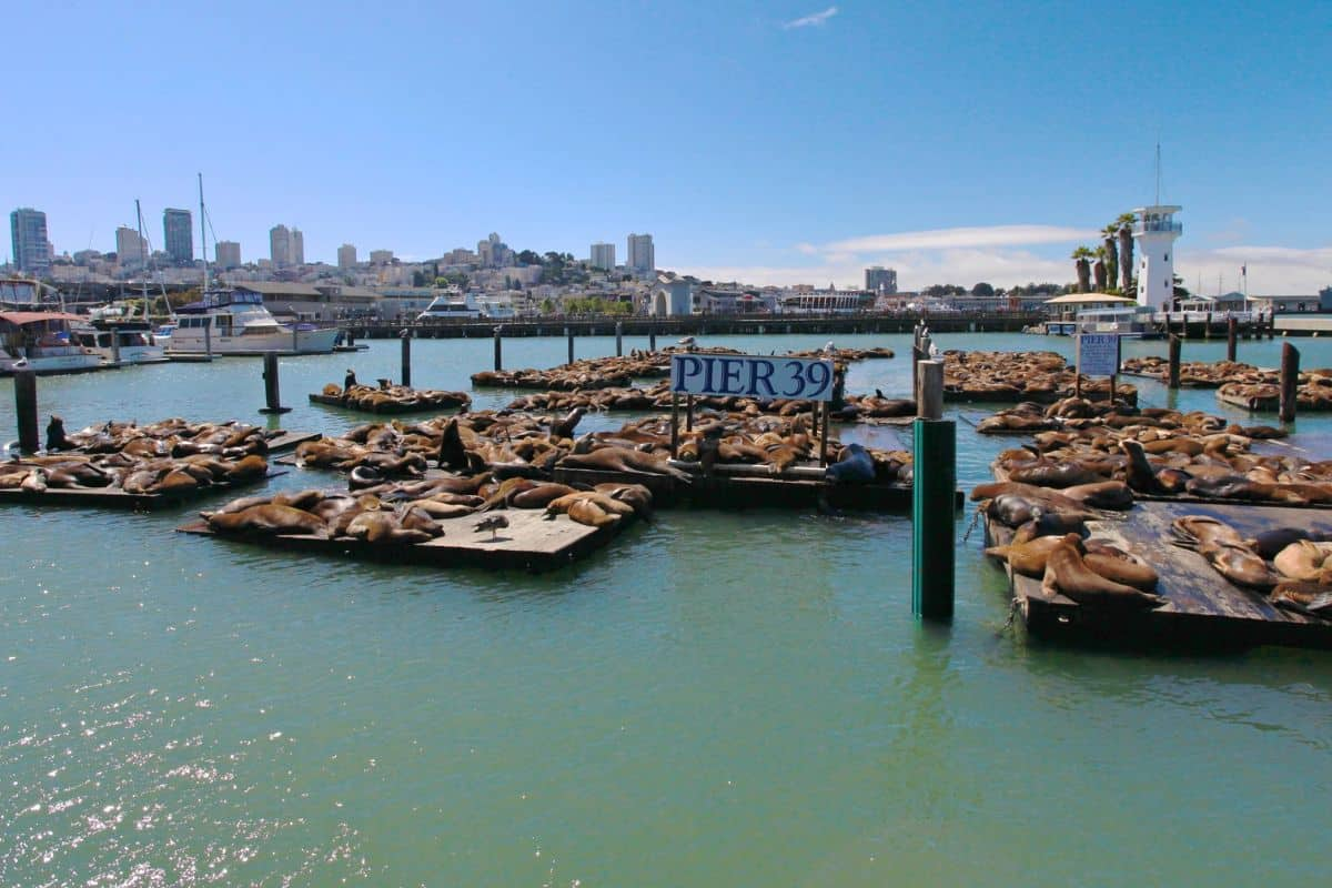 Pier 39 en San Francisco