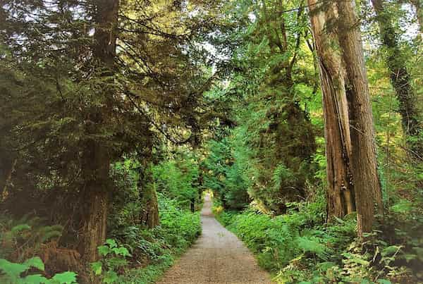 Caminata-entre-los-imponentes-arboles-1 14 Principales atracciones turísticas de Stanley Park