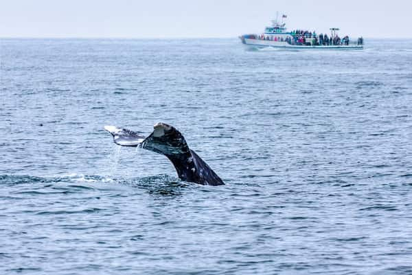 Cruceros-de-avistamiento-de-ballenas-en-San-Diego 18 Mejores atracciones para visitar en San Diego